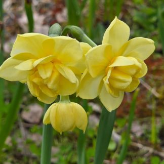 YELLOW CHEERFULNESS 25 kpl