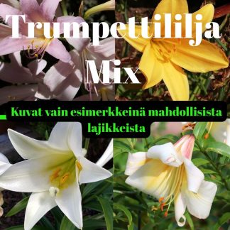 Asiatic mixed 15 kpl