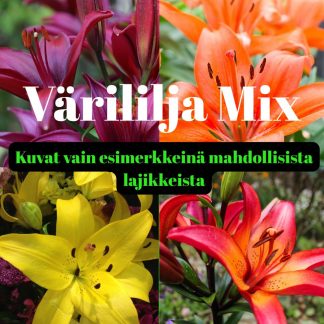 Trumpetti lilja MIX 10 kpl